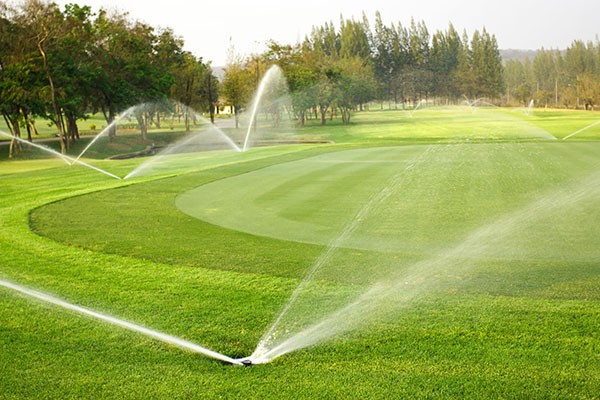 Kỹ thuật trồng cỏ sân golf tổng hợp